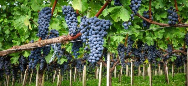 Viele Gärtner sind im Weinbau tätig, sowohl im Süden Russlands als auch in Regionen mit harten klimatischen Bedingungen.