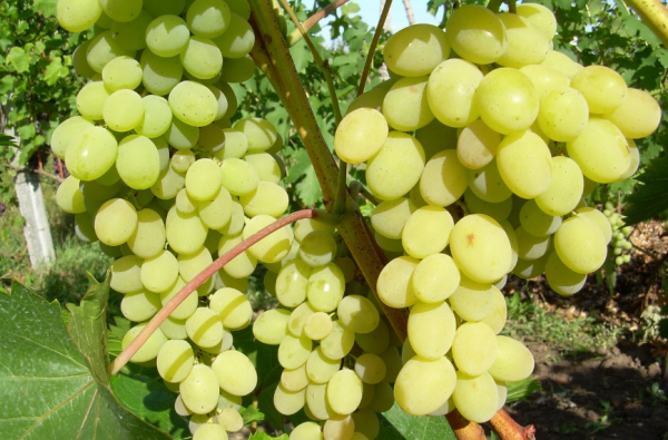 Le uve di Agostino sono adatte sia al consumo aziendale che a quello familiare.