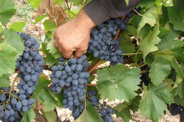  Selezione dei migliori grappoli d'uva