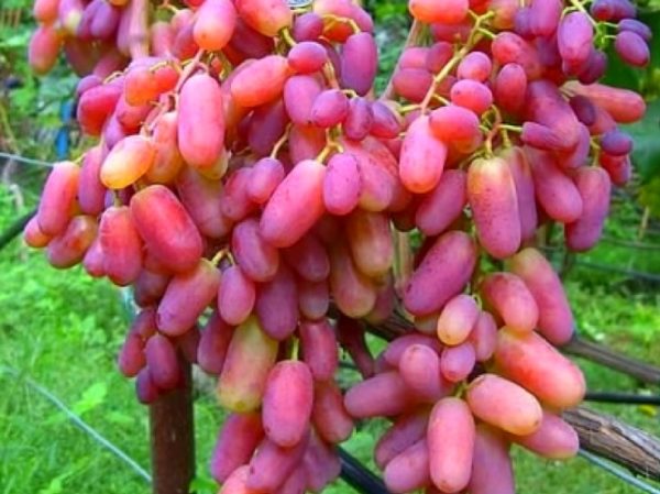  Reife und saftige Beeren der julianischen Vielfalt hautnah