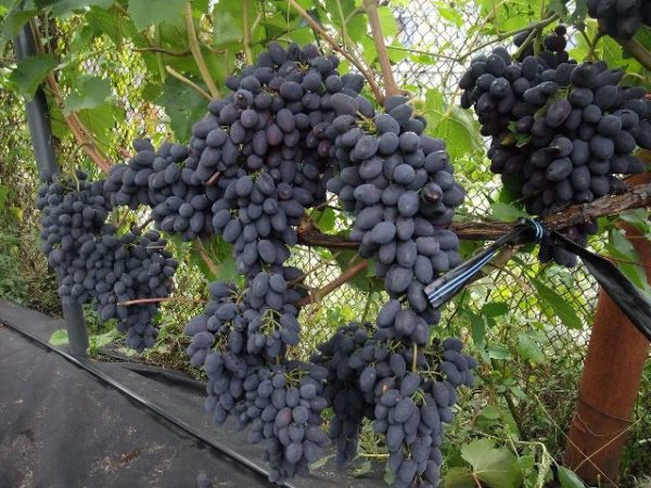  Cornice d'uva
