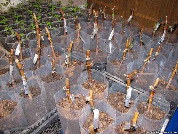  Rooting grapes cuttings