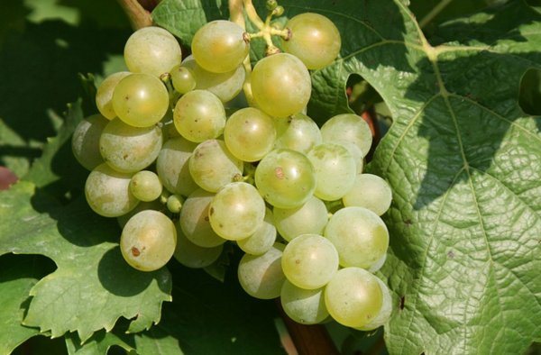  Variedades de uva resistentes ao frio
