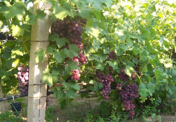  Cardinal Grape Vines