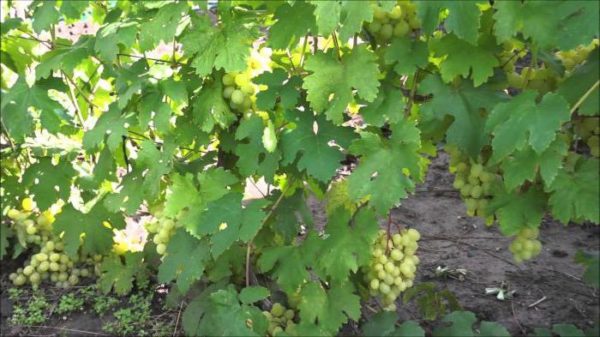  Cache delle viti d'uva