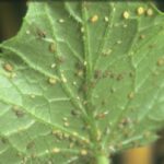  Gourd Aphid