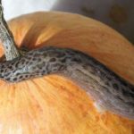  Babosa grande en la calabaza