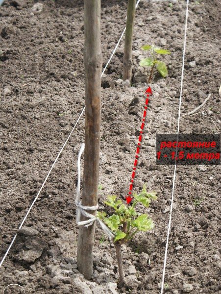  Esquema de plantar uvas Timur