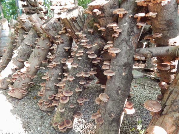  Growing mushrooms on stumps