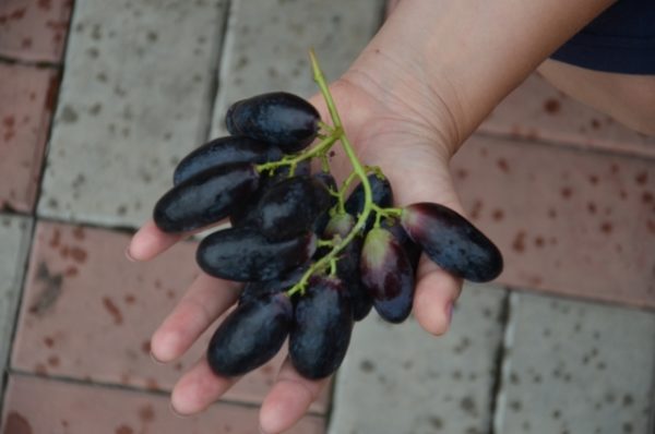  Varietà di uva Berry grande sul primo piano della palma