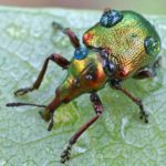  Weevil - pest of grapes