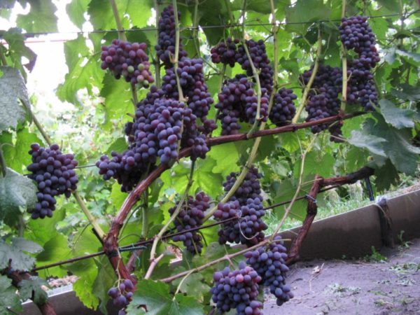  Kismis anggur tumbuh di rumah hijau