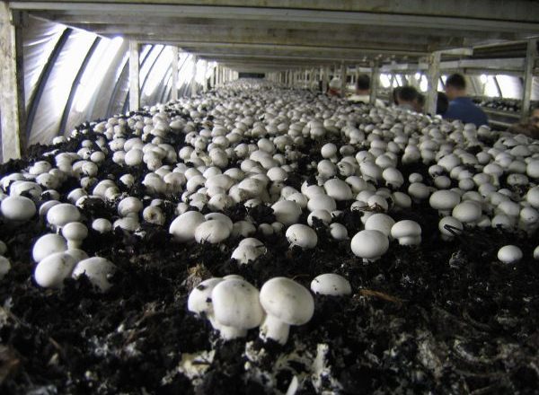 Cogumelos em crescimento na estufa