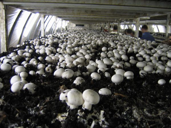  Cogumelos em crescimento na estufa