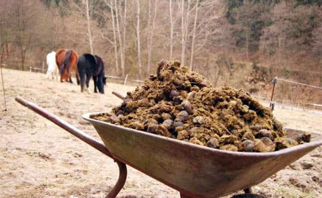  Horse dung