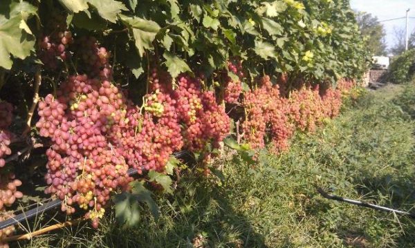  Kishmish Radish Grape Field