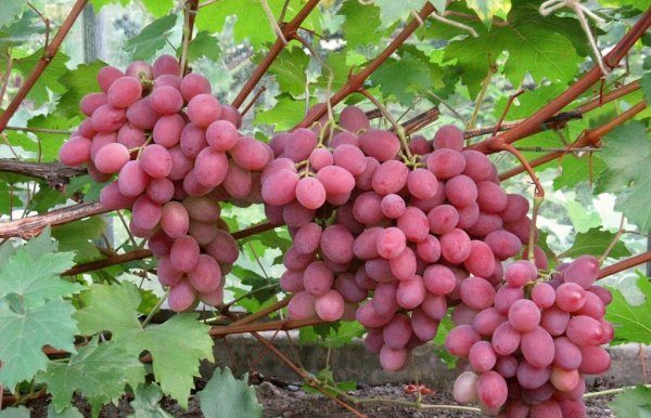  Anyuta de uva de grado medio