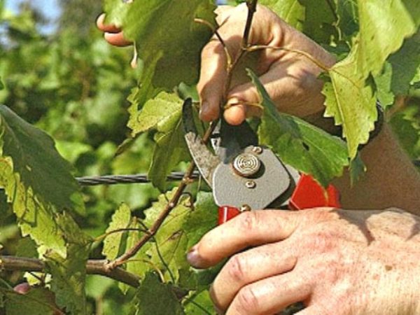  El cuidado de las variedades jóvenes de uva vid Aleshenkin