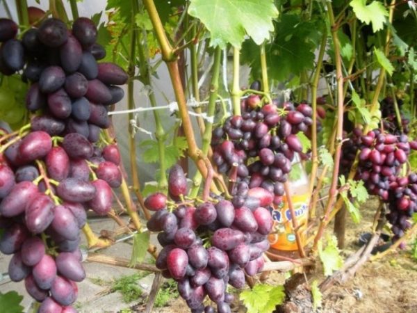  Bellezza delle viti d'uva