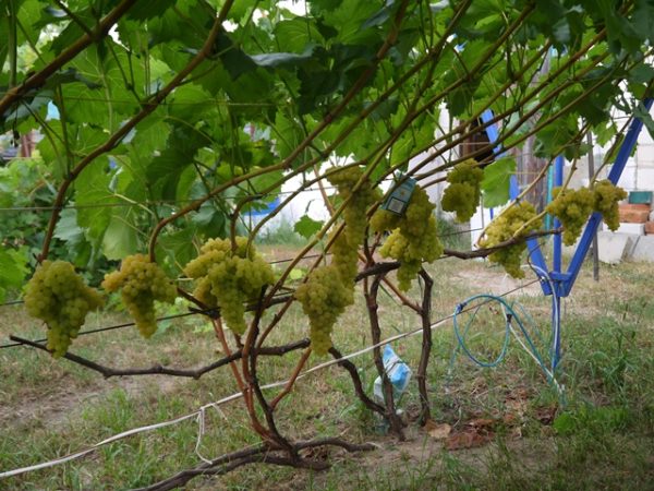  Prima vendemmia su una vite di tre anni