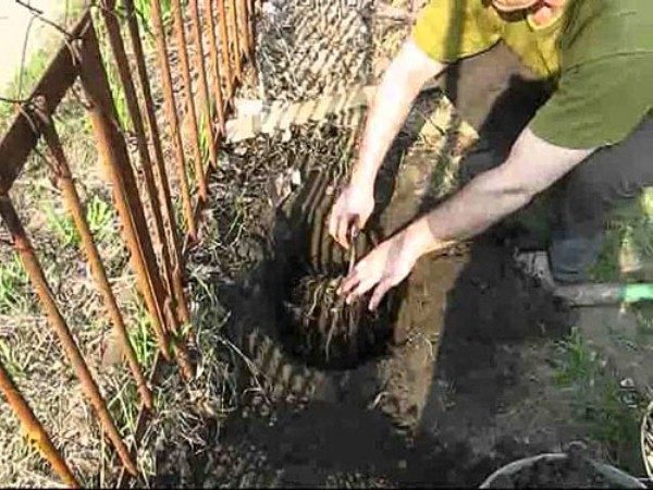  Plantarea strugurilor de struguri se poate face atât în ​​primăvară cât și în toamnă