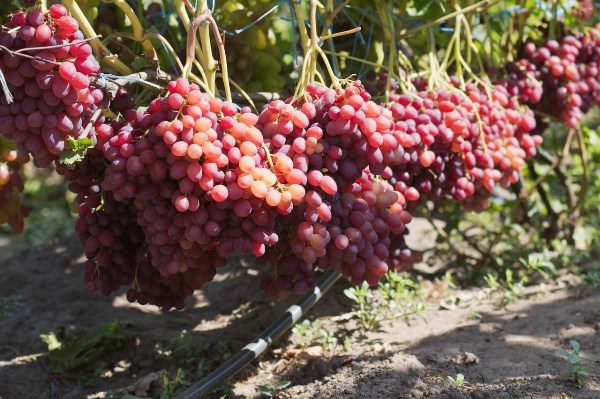  Large clusters of grapes Veles