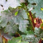  Signs of lesions in grape leaves with oidium