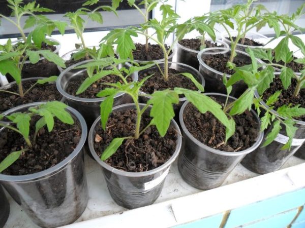  Friska tomatplanter