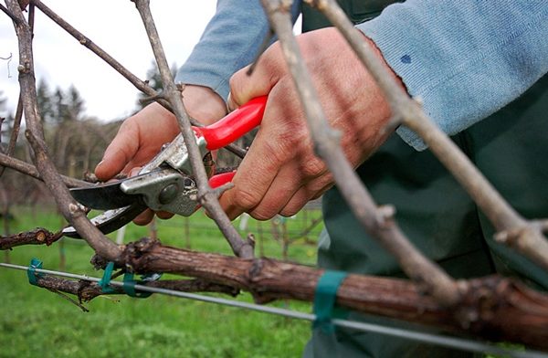  Pruning grapes Lady fingers should be held annually in spring