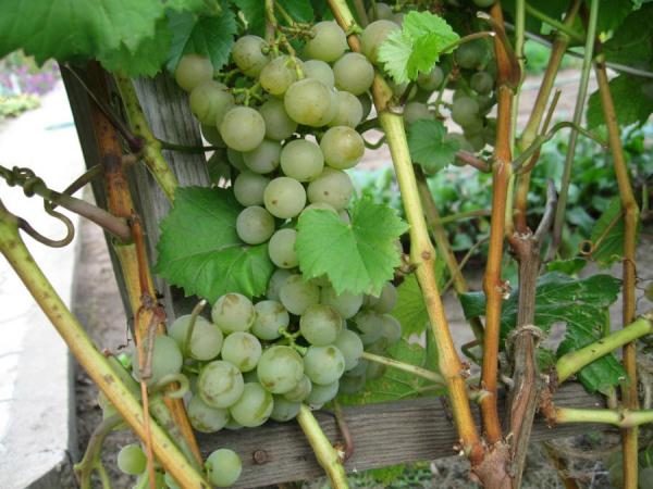  Pelbagai buah anggur Muscat Hungary