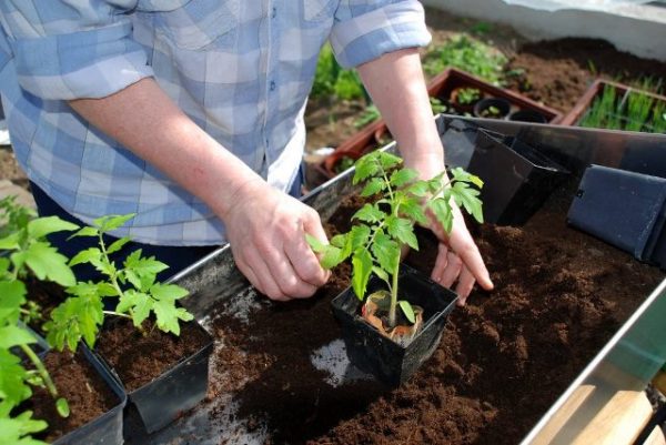  Ta hand om tomatplanta