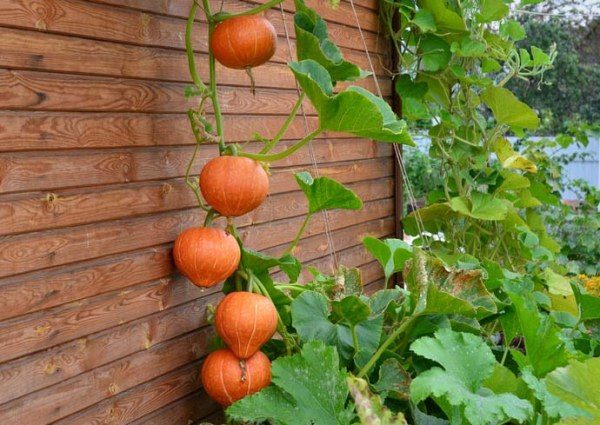  Pumpkin Rossiyanka