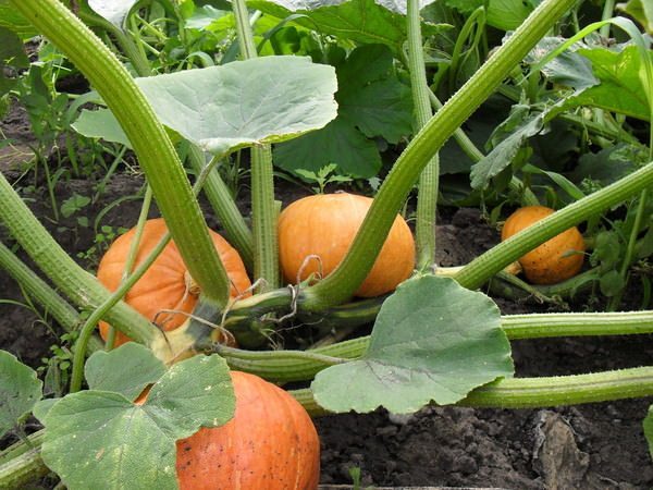  Sonrisa de calabaza