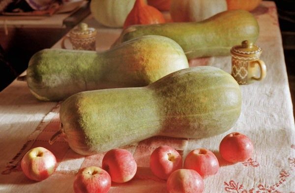  Calabaza Perla Butternut