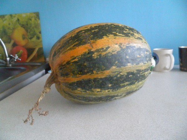  Calabaza grado país