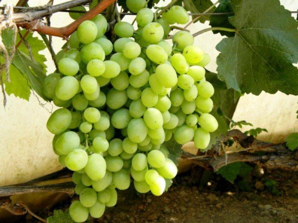  Kesha grapes
