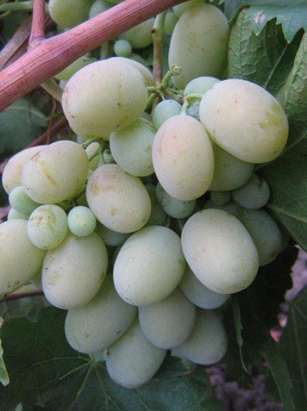  Beyaz üzüm üzümleri