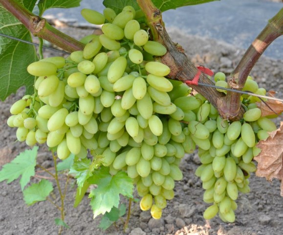  Leche uvas siglo