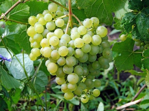  Aleshenkin di qualità delle uve