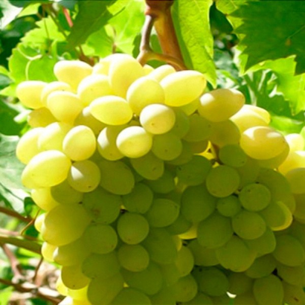  Varietà di uva Chaush