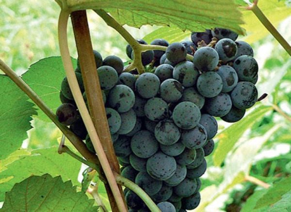  Grapes Far Eastern Novikov variedade
