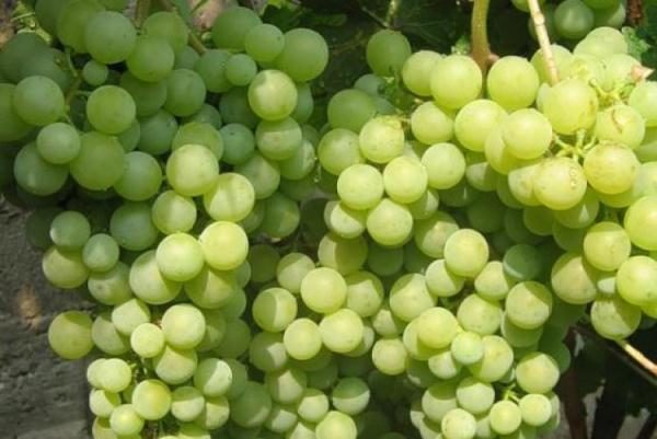  Pérolas precoces da uva Saba