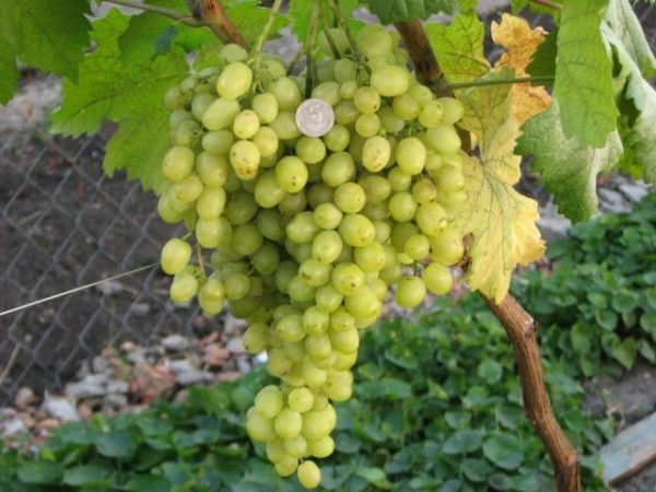  Grapes varieties Aleshenkin