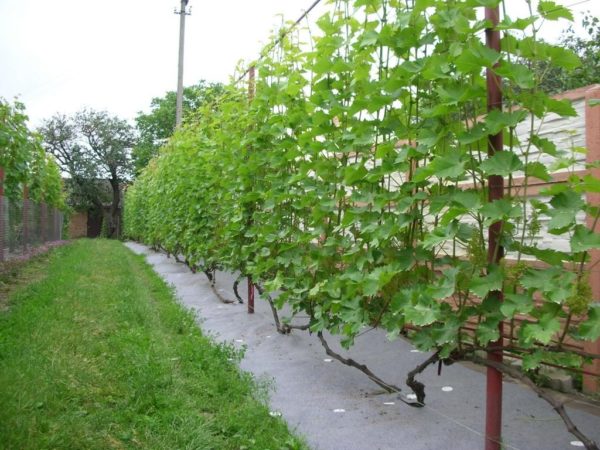  Cultivando uvas em uma treliça