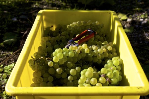  A colheita da uva deve ser realizada em dias ensolarados.