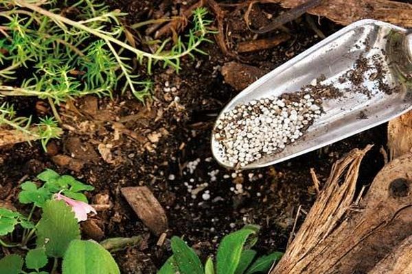  Aplicarea excesivă a fertilizării poate distruge planta