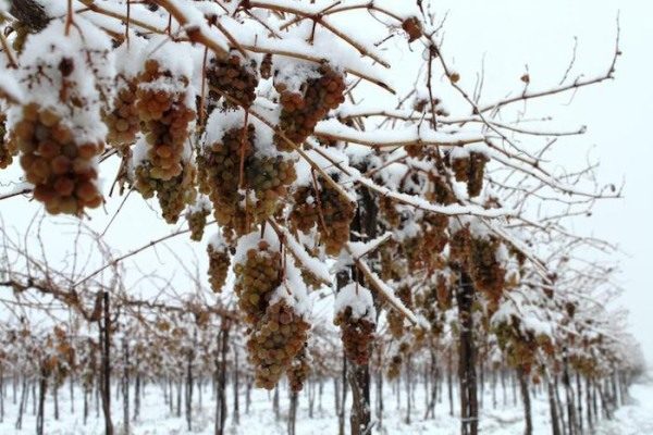  Alguns vinhedos resistentes a geada podem suportar temperaturas abaixo de -27–29 ° С