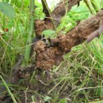  Bacterial cancer on the vine