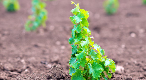  Umgepflanzte junge Weintrauben auf offenem Boden