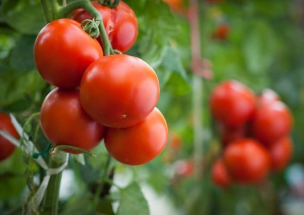  Ao usar o ácido bórico, o rendimento do tomate é aumentado em um terço